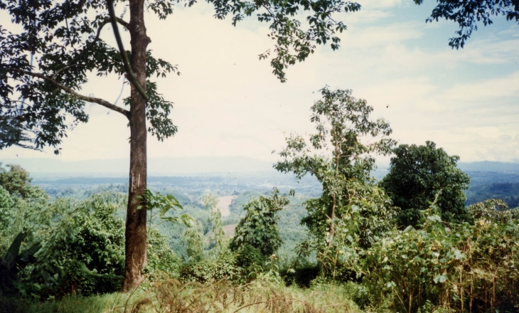 Niortheast forests