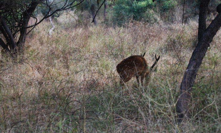 Indian wildlife