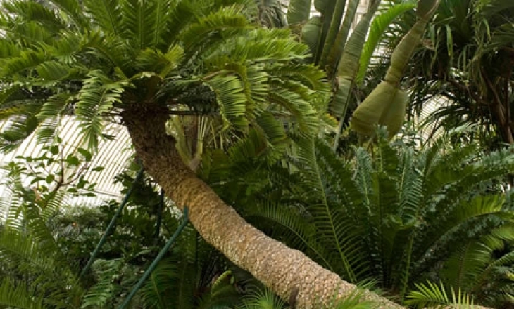 Endangered plants
