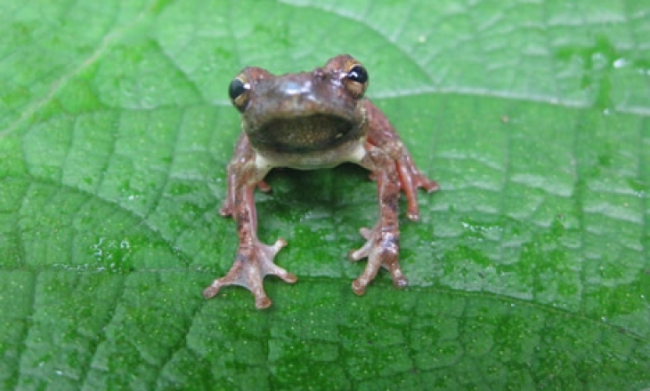 Extinct frog
