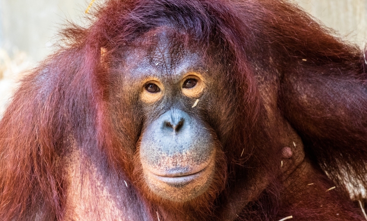 Orangutan