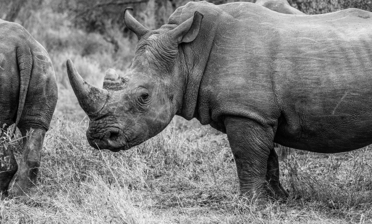 Rhino Africa