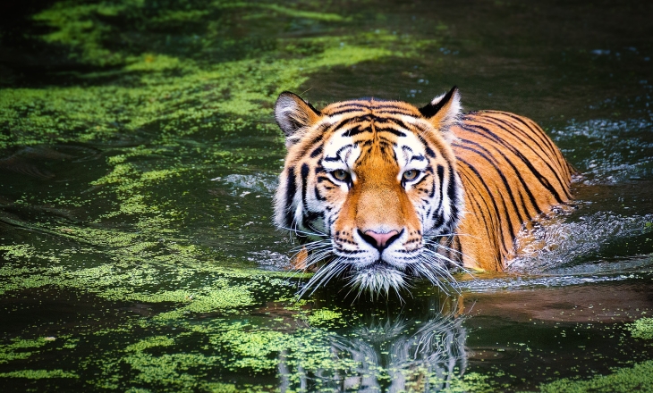 Tiger in habitat
