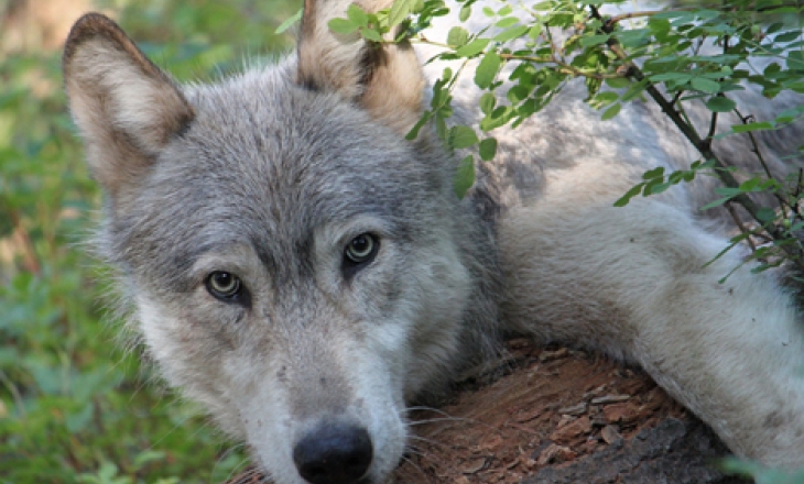 Male wolf