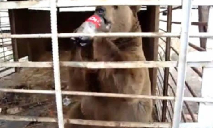 Starving mountain bear