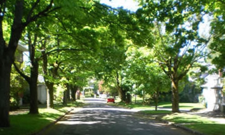 Trees in the city