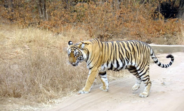 Tigers in Asia