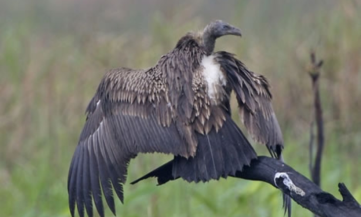 White-rumped vulture