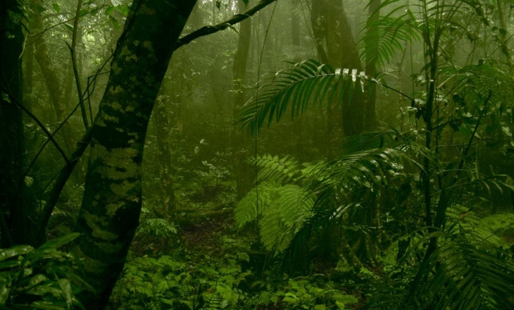 Karnataka Western Ghats