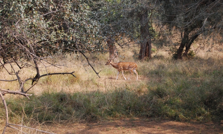 Sariska wildlife