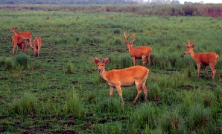 Kaziranga wildlife