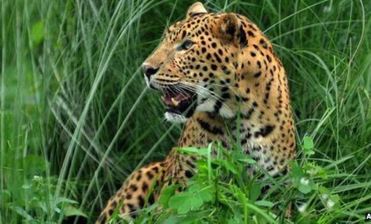 Indian leopard