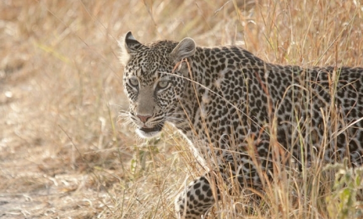 Karnataka leopard