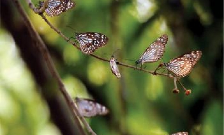 Insects of Bangalore