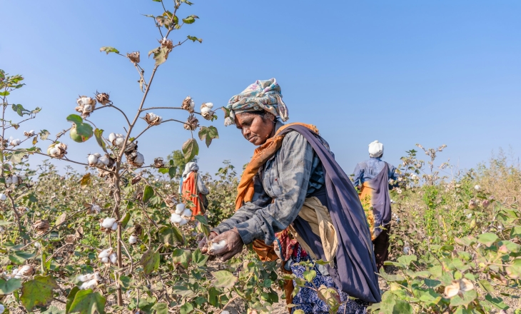 Cotton farming India