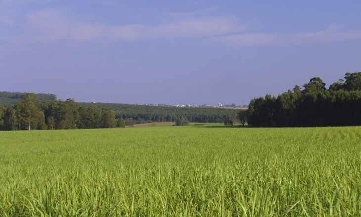 Biofuel craze