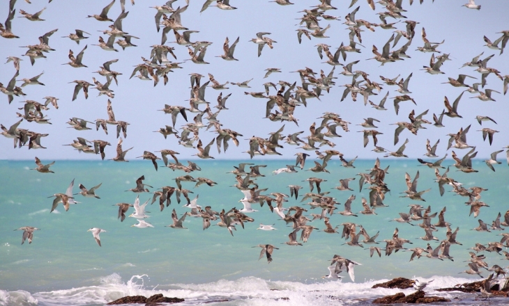 Migratory birds