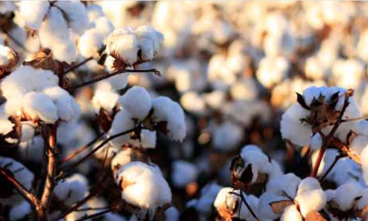 Cotton report