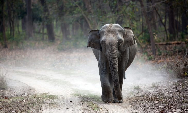 Indian wildlife