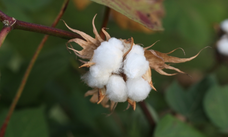 Cotton production