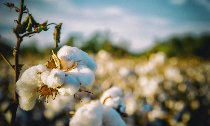 Cotton small brands India