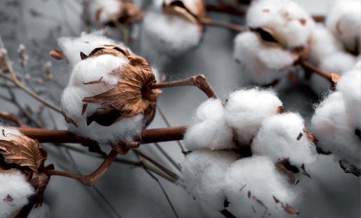 Cotton market