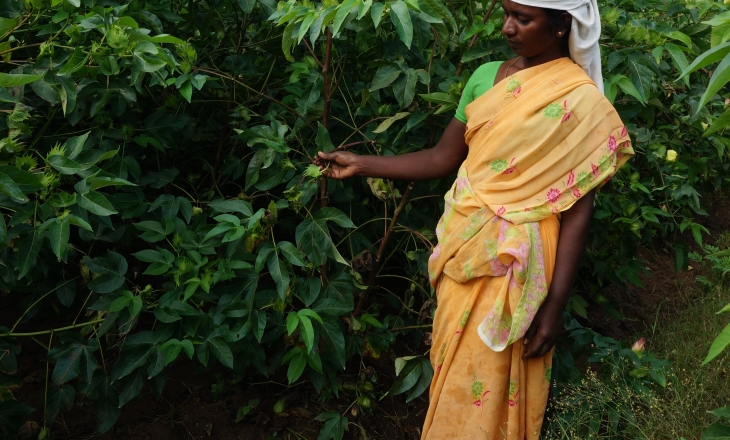 Suvin cotton farming