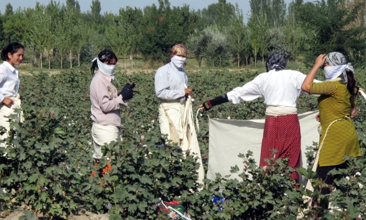 Uzbekistan cotton