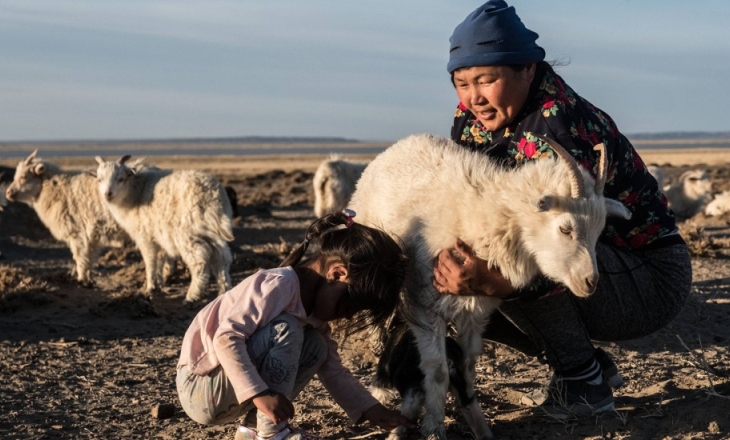 Mongolian cashmere