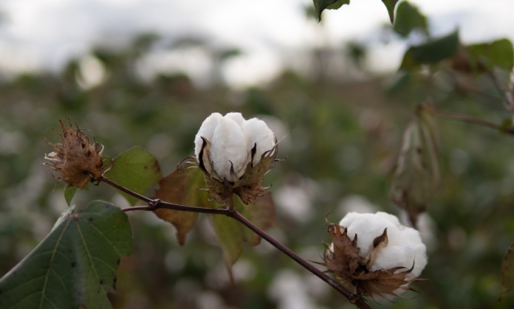 Media toolkit on cotton