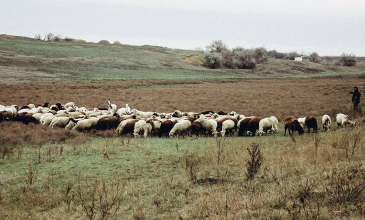 Leather and deforestation