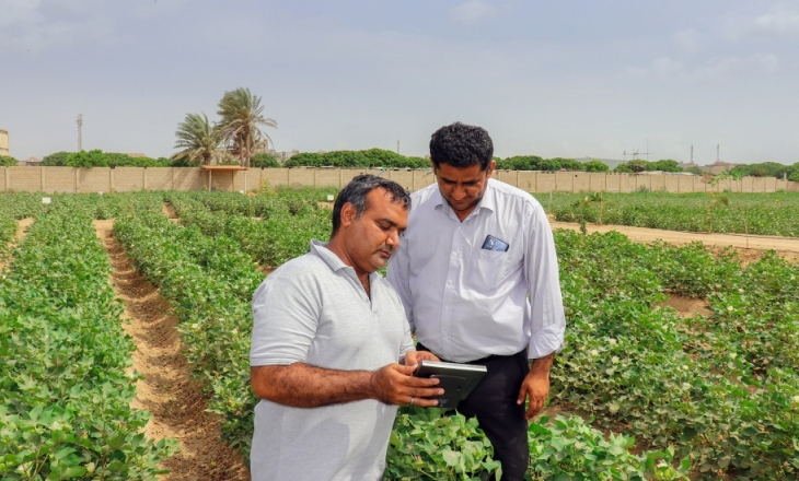 Soorty cotton sustainability