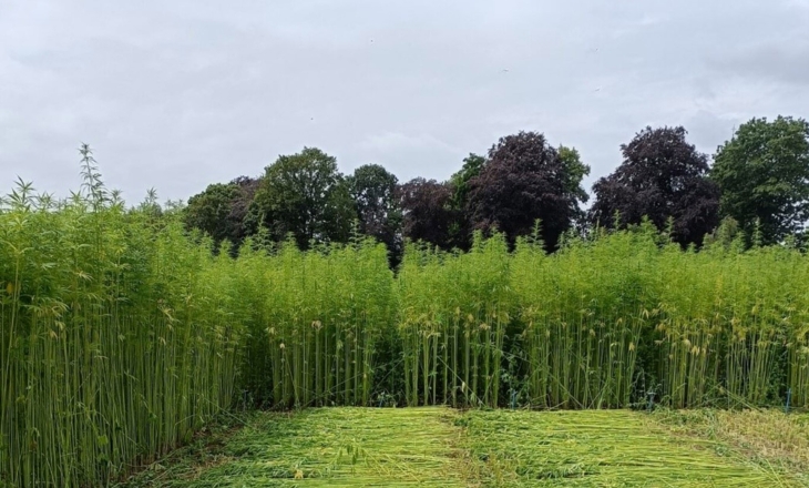 From Flax Habits to Hemp Futures: Europe’s Learning Curve Begins