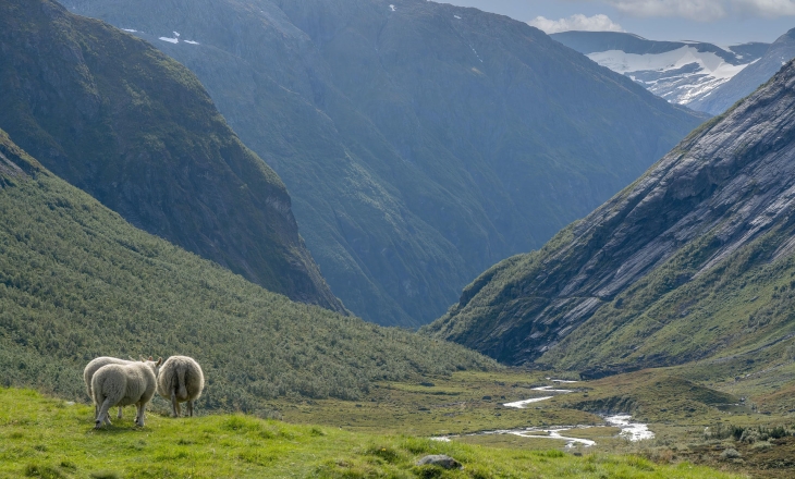 4 Countries, A Failing System and 2,400 Wasted Tonnes of Wool; But Nordics Still Import