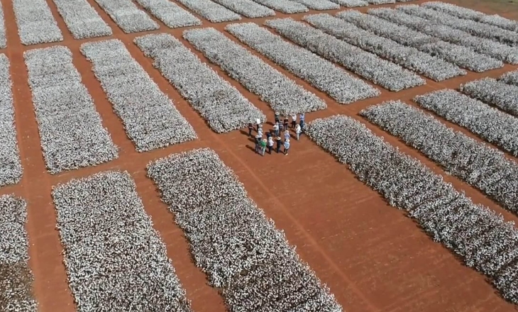 Brazil Cotton: Traceability Promises Are Running Ahead of What Most Farmers Can Actually Deliver