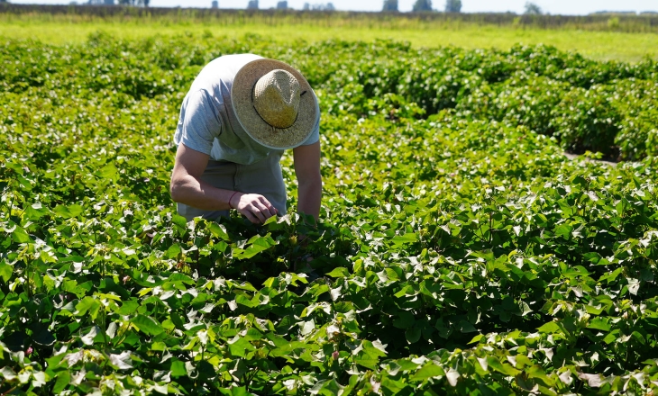 Latin America's Cotton Diversity Is an Asset Nobody Has Unlocked Yet