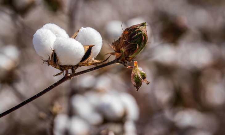 Cotton Story: The Crop That Fuelled Empires and Slavery Finally Reveals Where It Started