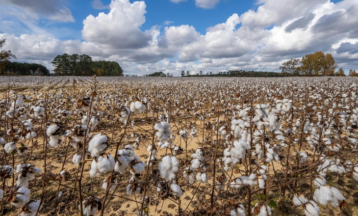 Inclusion or Concentration: Latin American Cotton Faces a Reckoning